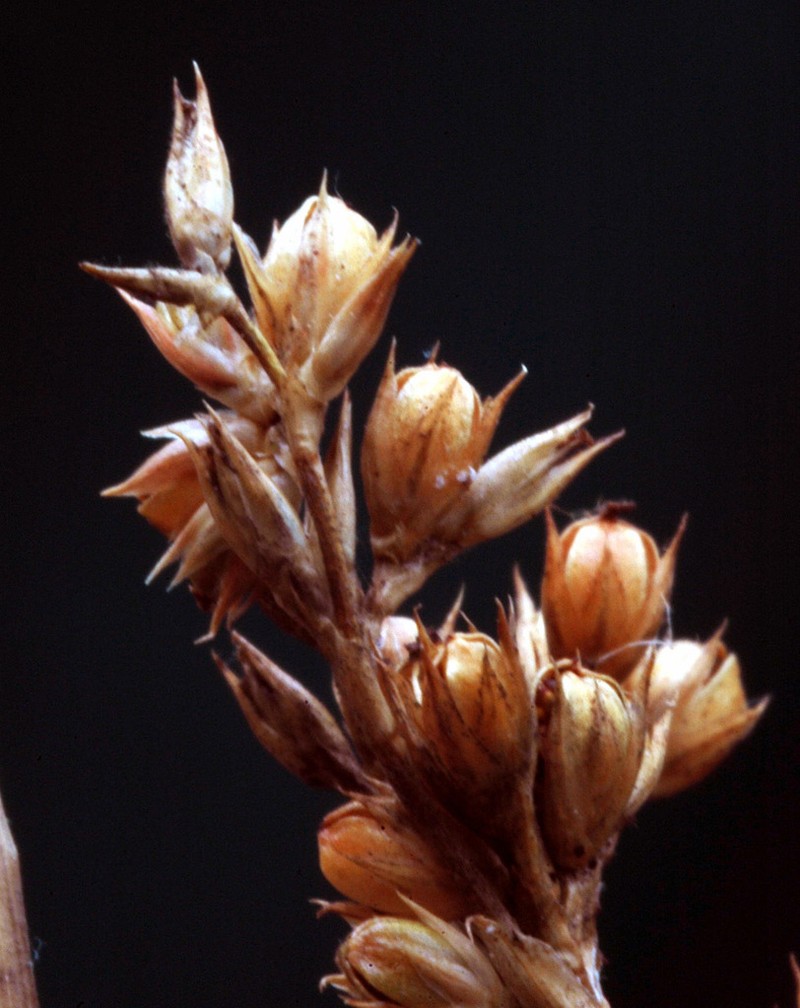Juncus flavidus photo 2