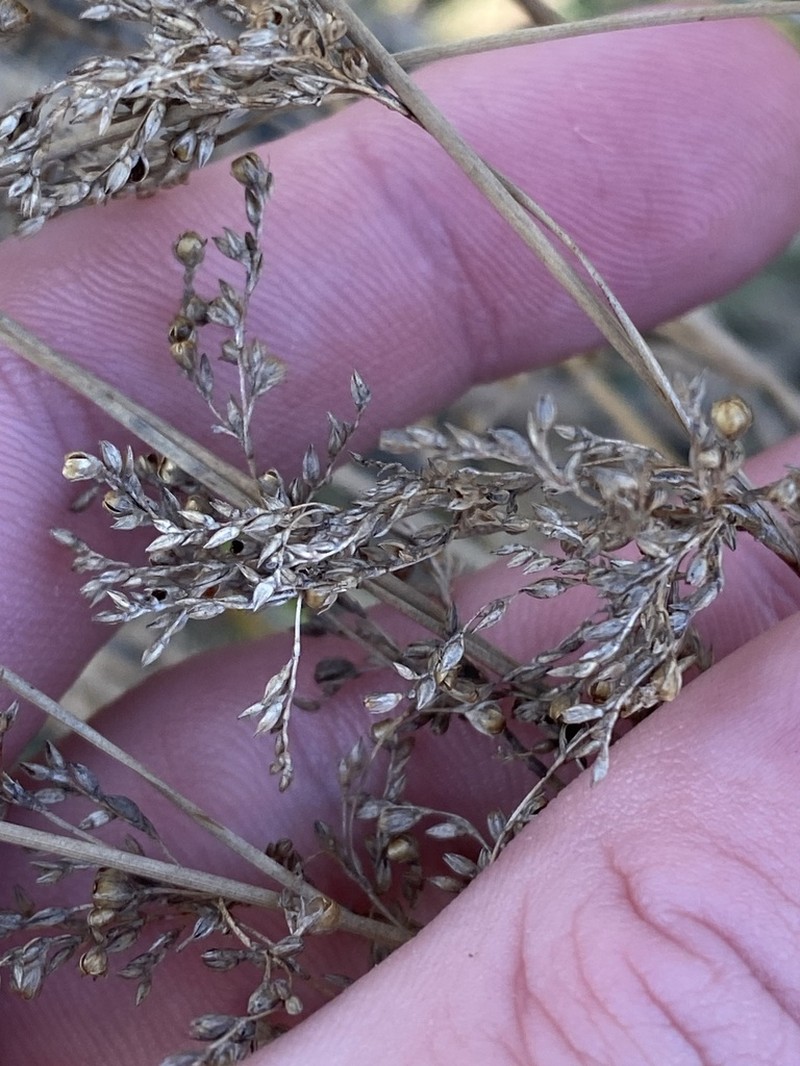 Juncus flavidus photo 3