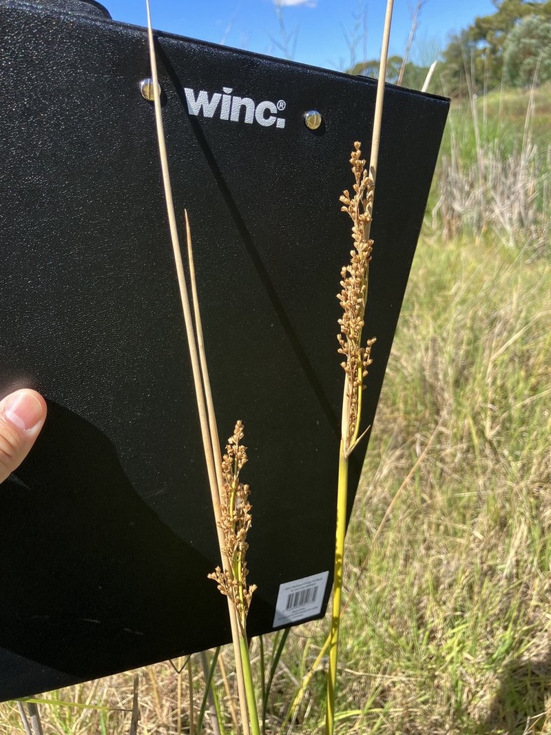 Juncus flavidus photo 4
