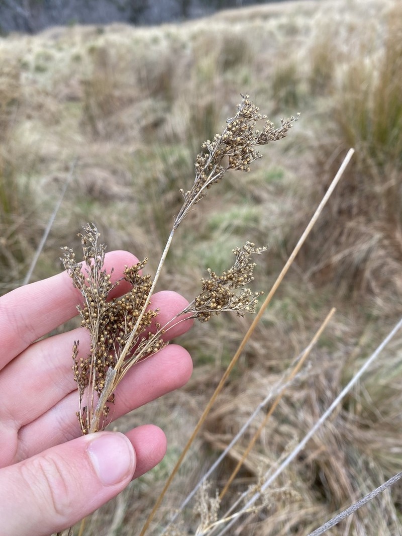 Juncus flavidus photo 5