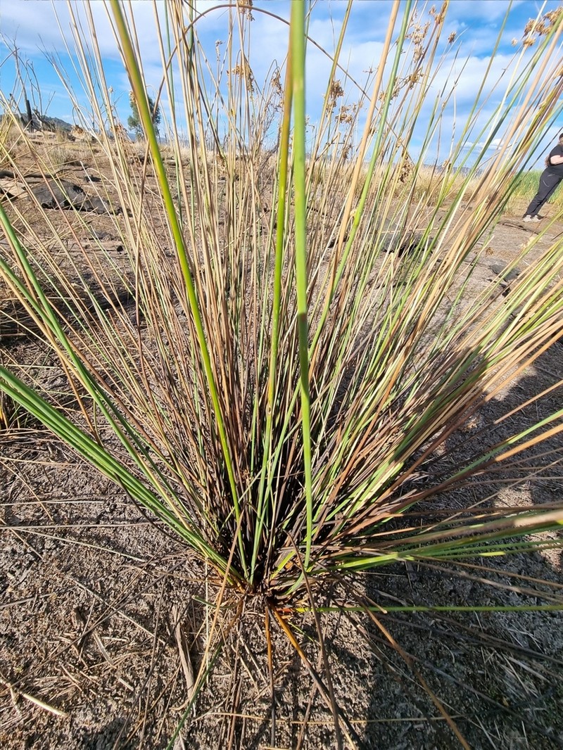 Juncus flavidus photo 6