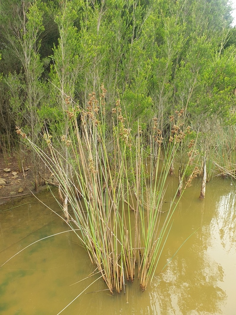 Juncus flavidus photo 7