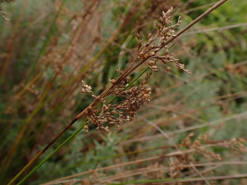 Juncus flavidus photo 8