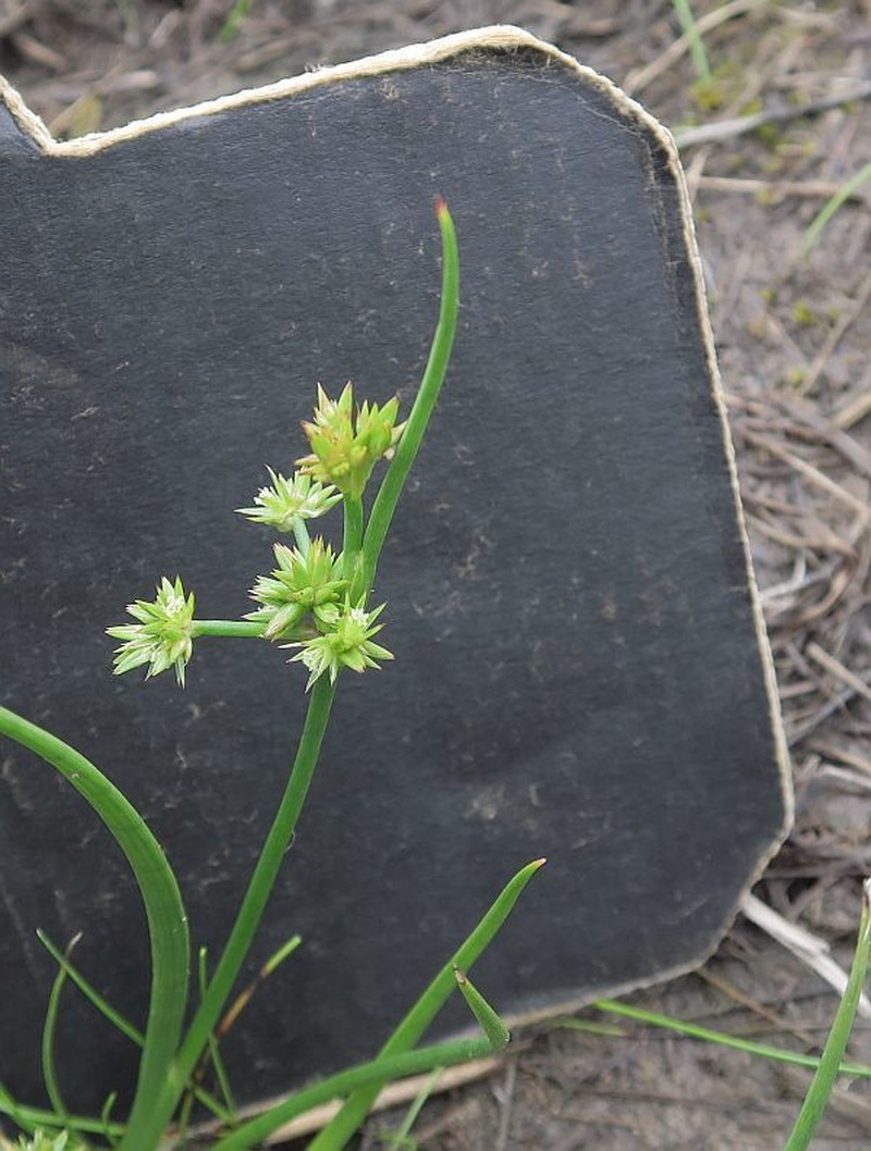 Juncus fockei