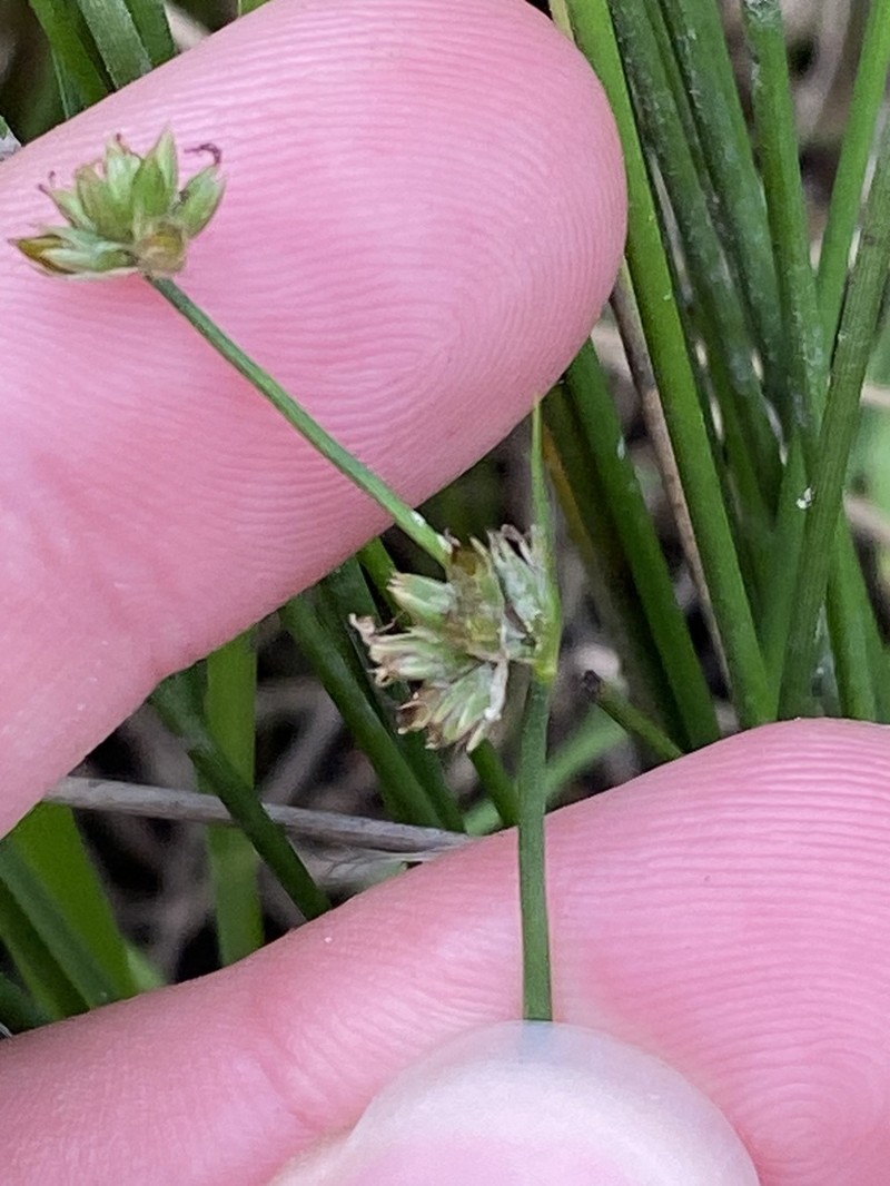 Juncus fockei photo 2