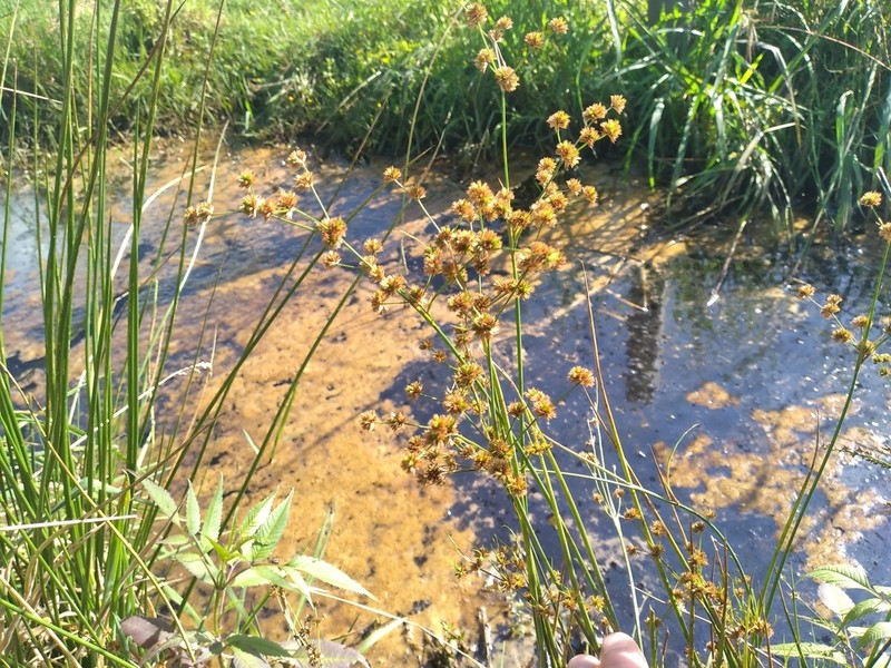 Juncus fockei photo 3