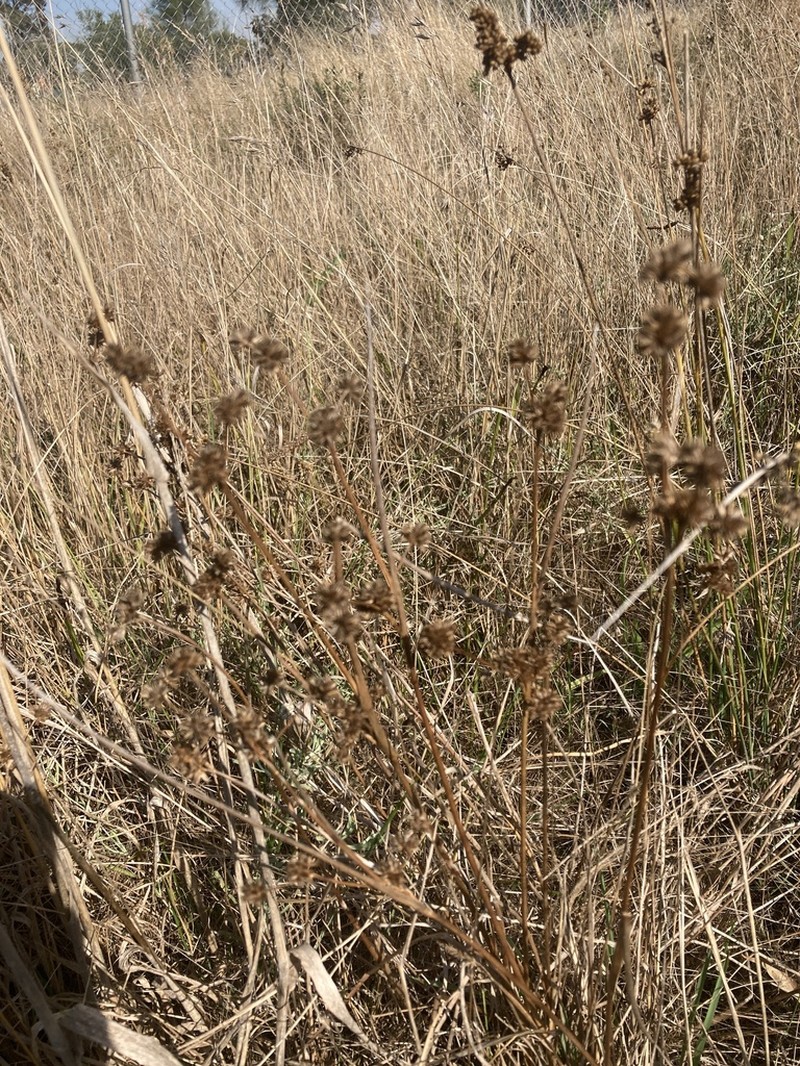 Juncus fockei photo 4