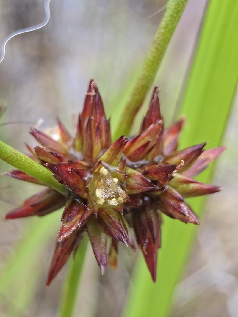 Juncus fockei photo 5