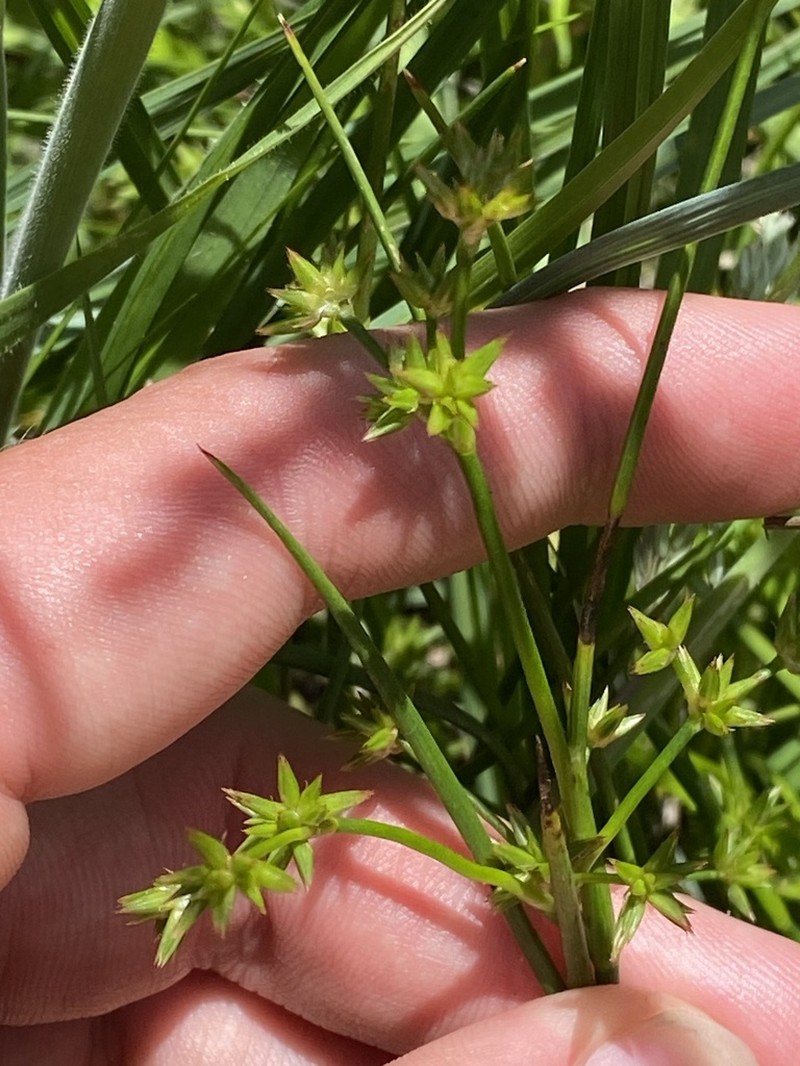 Juncus fockei photo 6