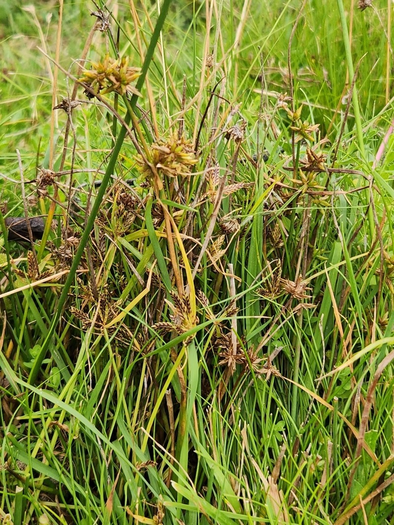 Juncus fockei photo 7