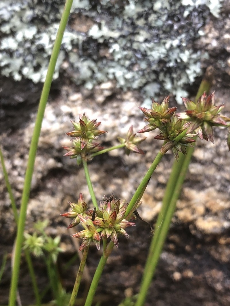 Juncus fockei photo 8