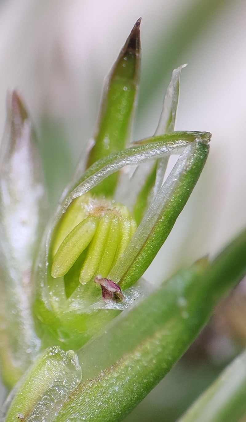 Juncus foliosus