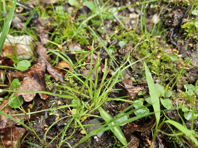 Juncus foliosus photo 2