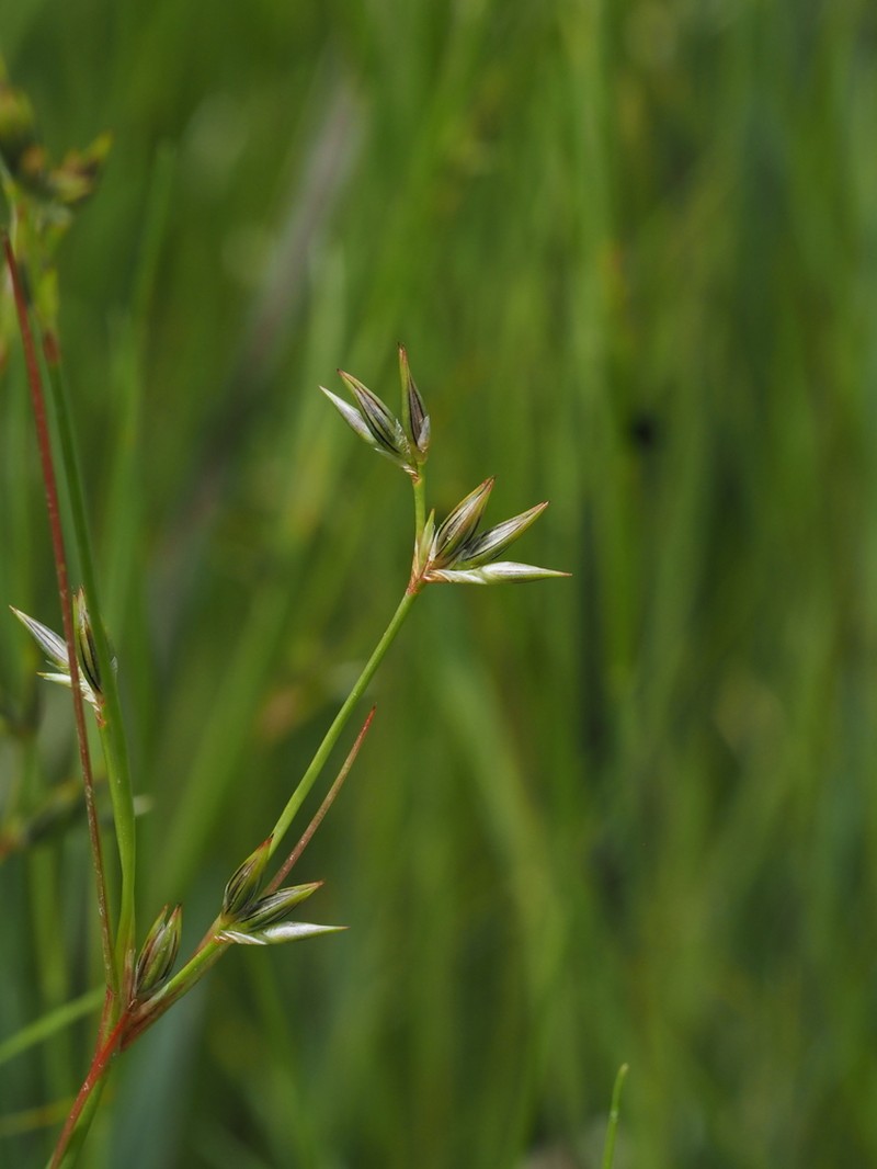 Juncus foliosus photo 3