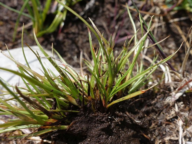 Juncus foliosus photo 4