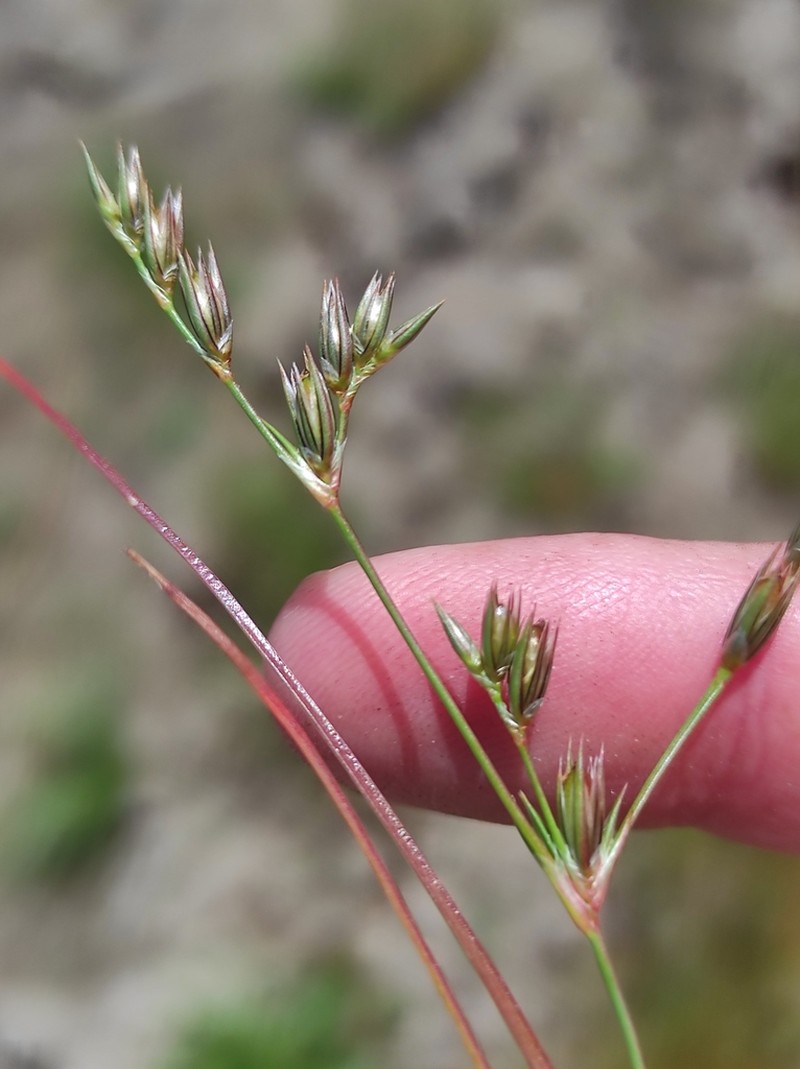 Juncus foliosus photo 5