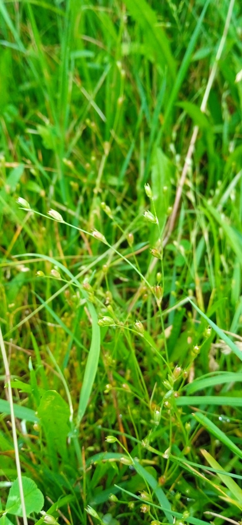 Juncus foliosus photo 6