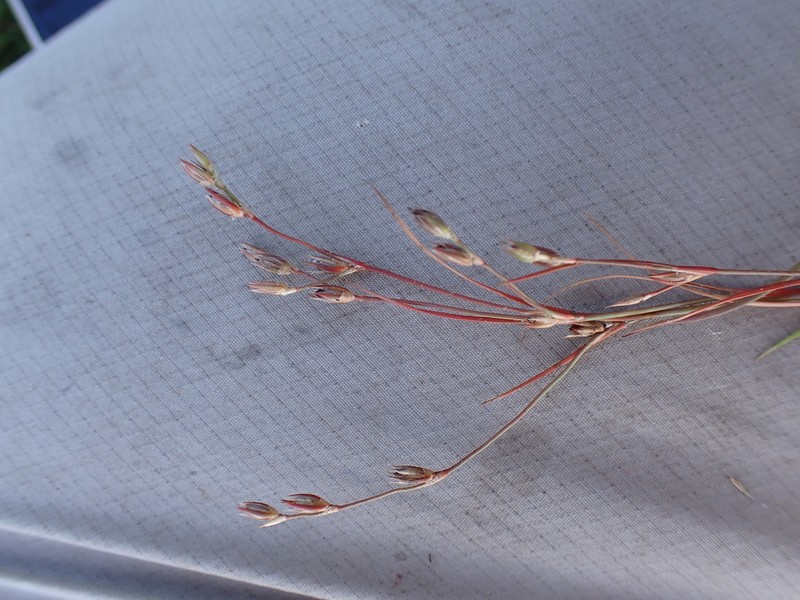 Juncus foliosus photo 7