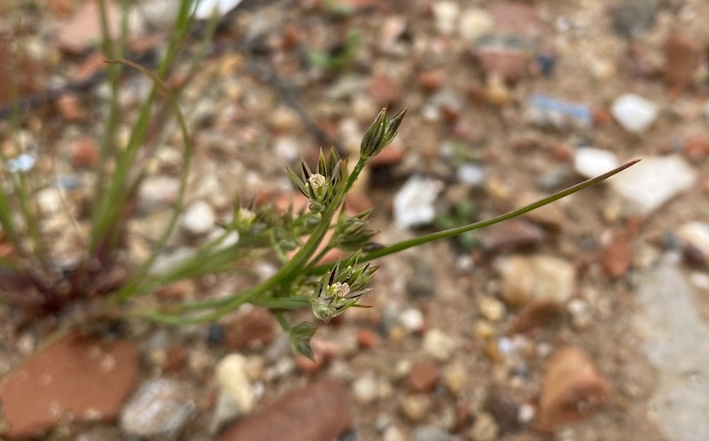 Juncus foliosus photo 8