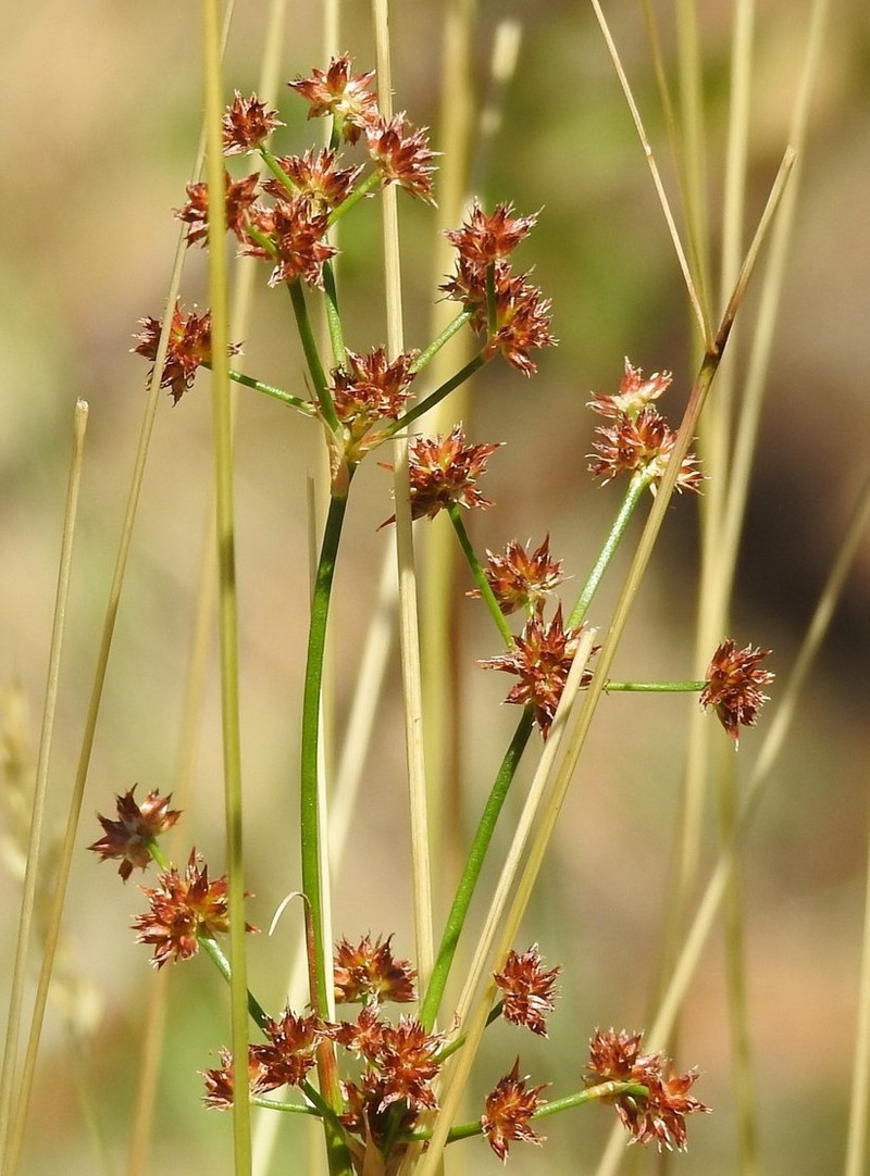 Juncus fontanesii