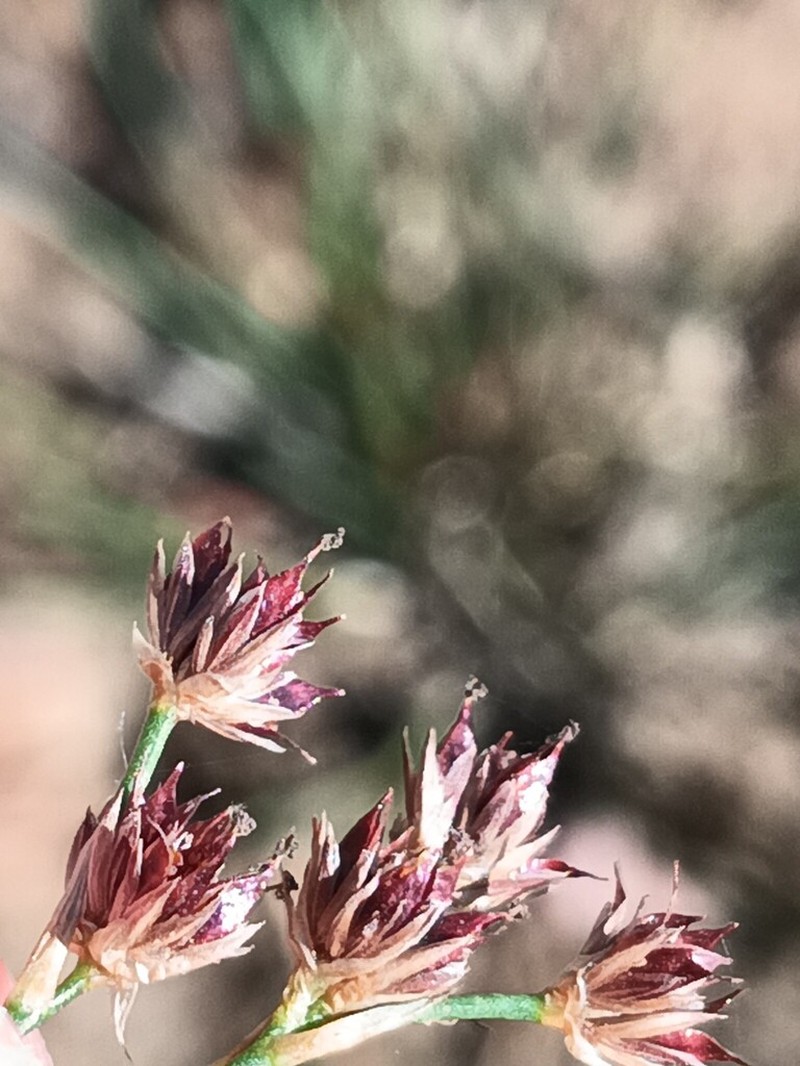 Juncus fontanesii photo 2