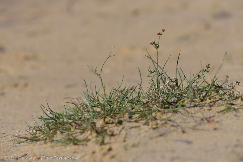 Juncus fontanesii photo 3