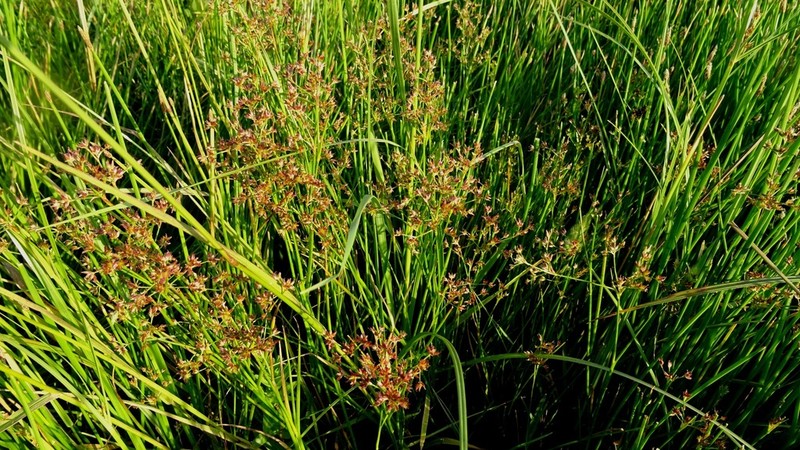 Juncus fontanesii photo 4