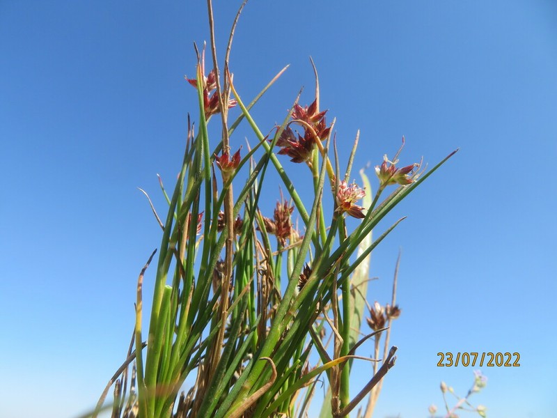 Juncus fontanesii photo 5