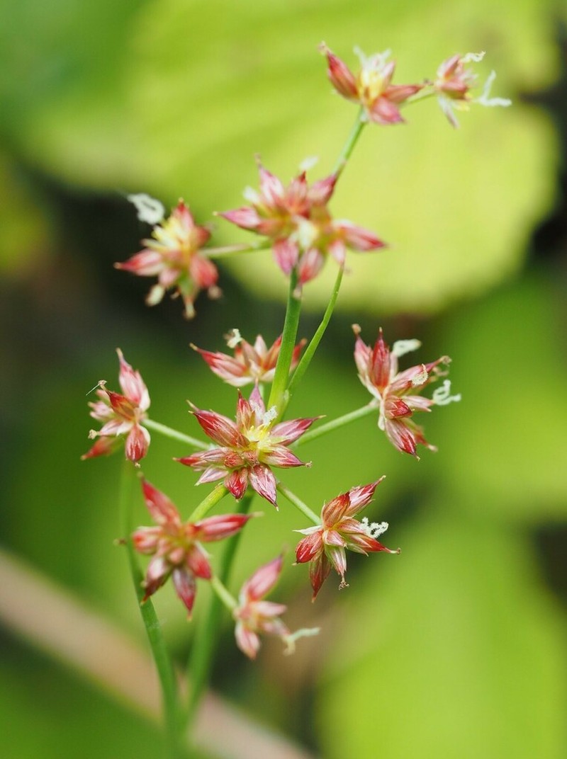 Juncus fontanesii photo 6
