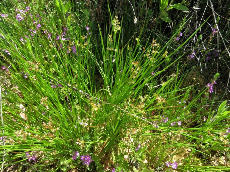 Juncus fontanesii photo 7
