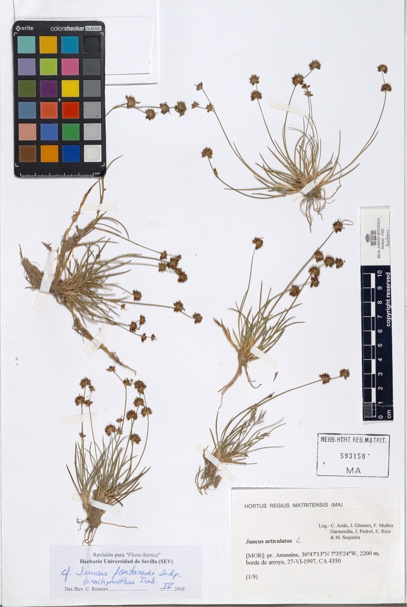 Juncus fontanesii subsp. brachyanthus