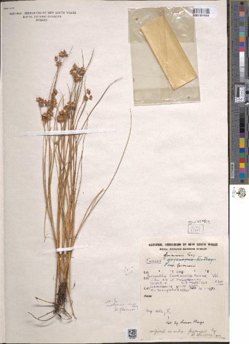 Juncus fontanesii subsp. fontanesii