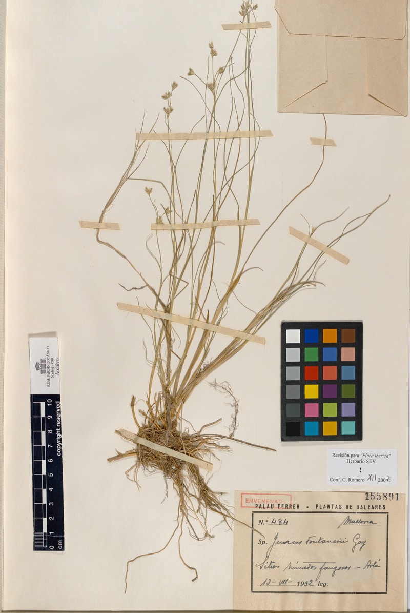 Juncus fontanesii subsp. fontanesii photo 2
