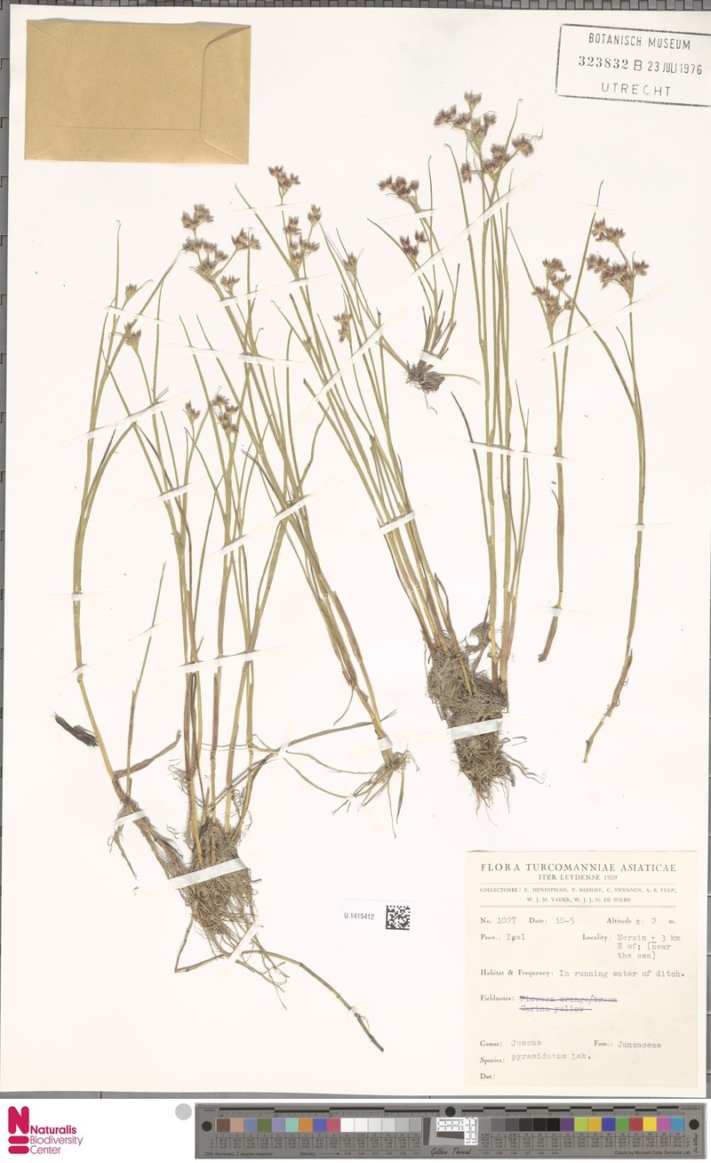 Juncus fontanesii subsp. pyramidatus