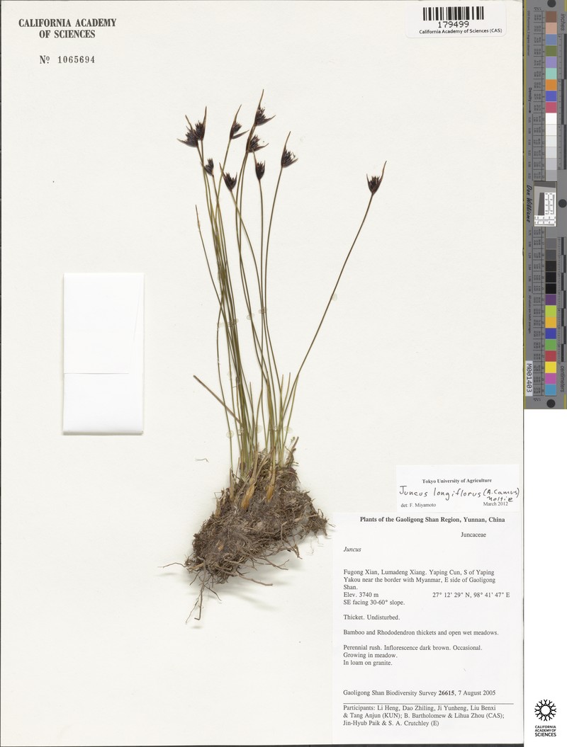 Juncus fugongensis