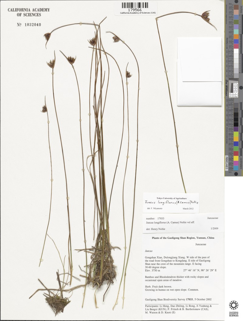 Juncus fugongensis photo 2