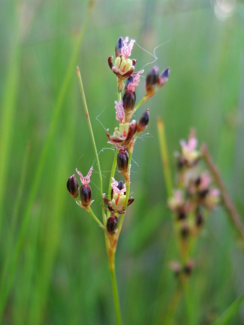 Juncus gerardi