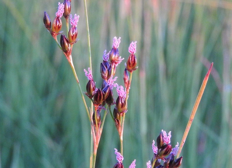 Juncus gerardi photo 2