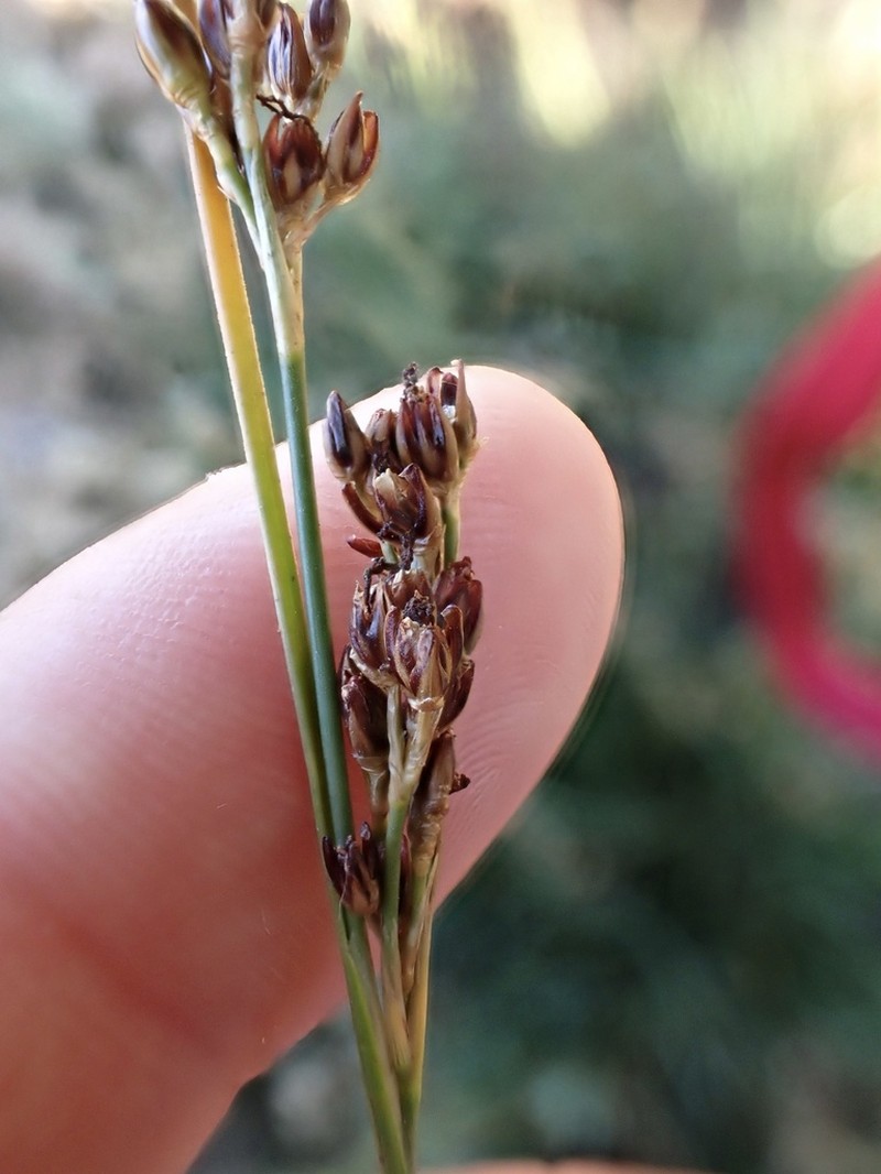 Juncus gerardi photo 3