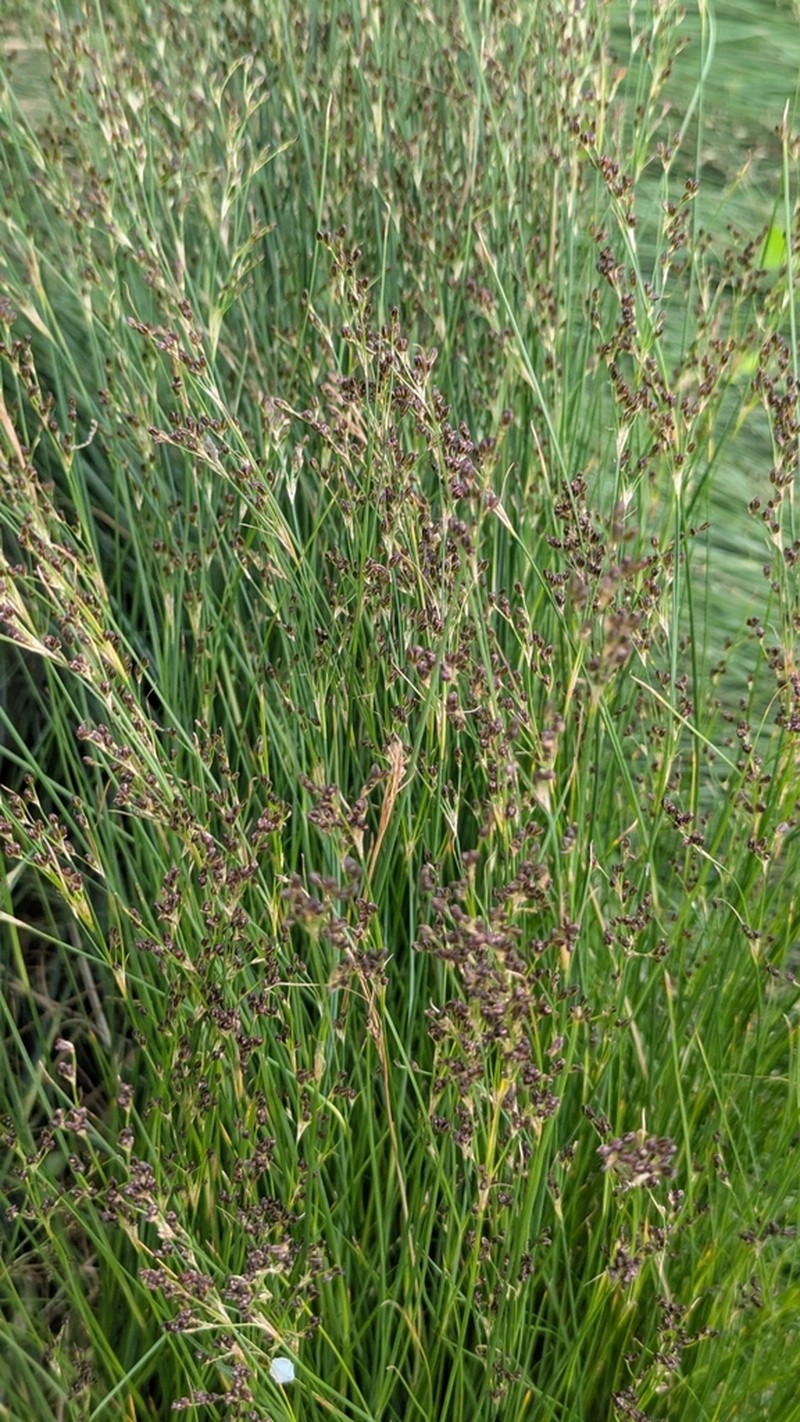 Juncus gerardi photo 4