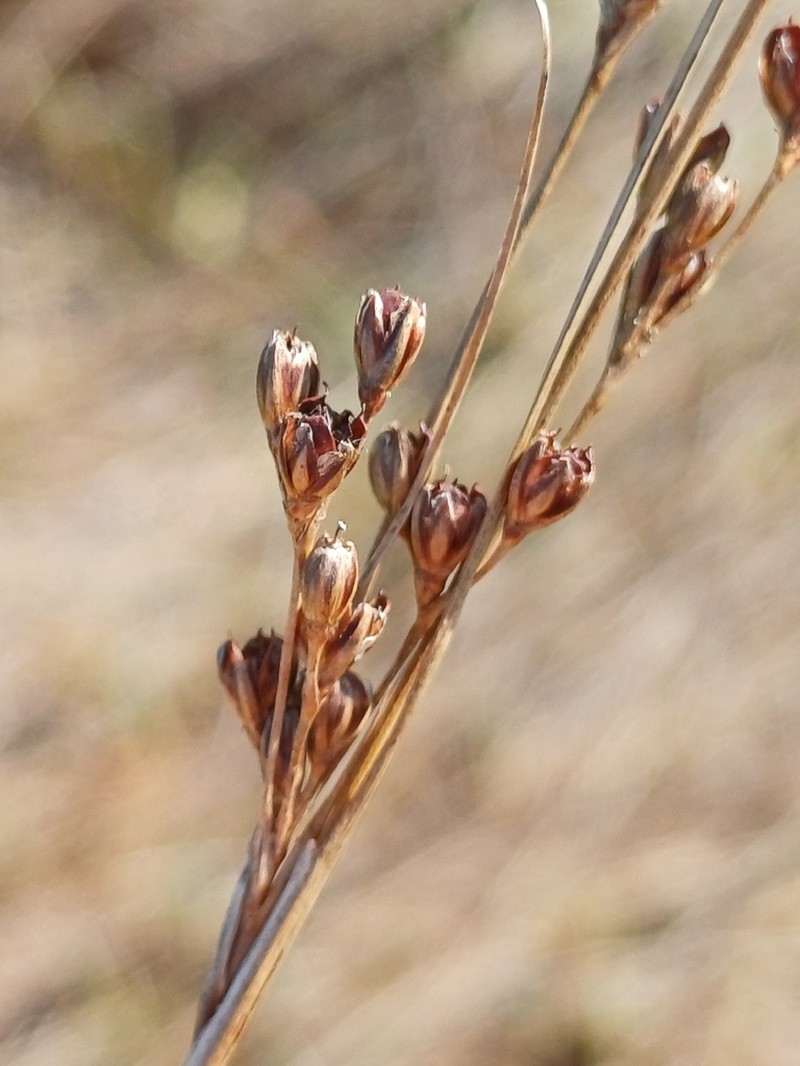 Juncus gerardi photo 5