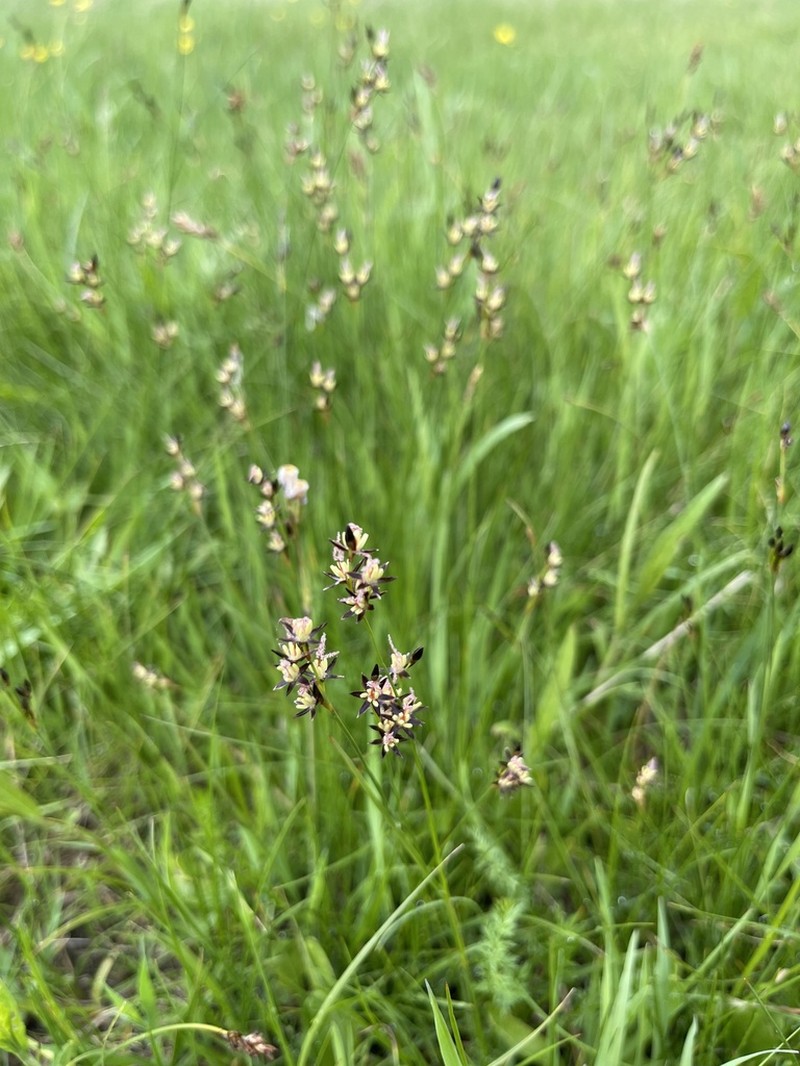 Juncus gerardi photo 6