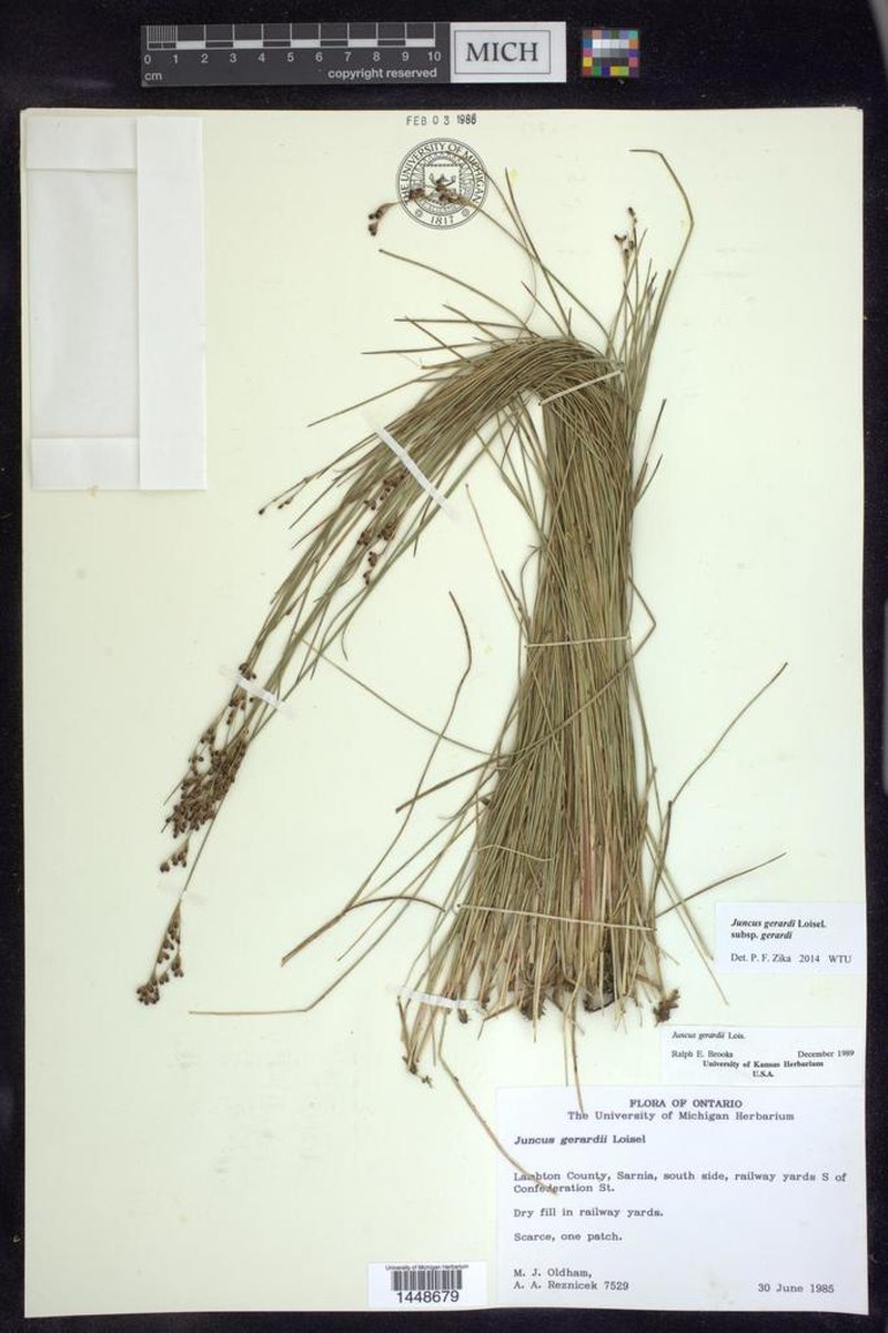 Juncus gerardi photo 7