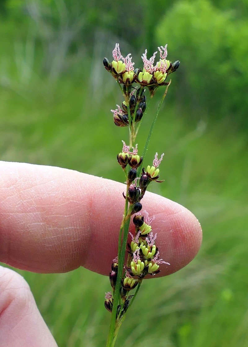 Juncus gerardi photo 8
