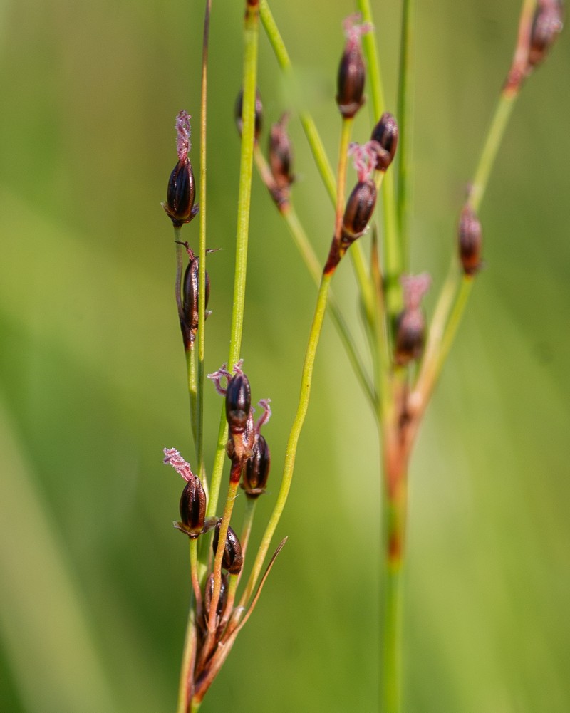 Juncus gerardi subsp. atrofuscus