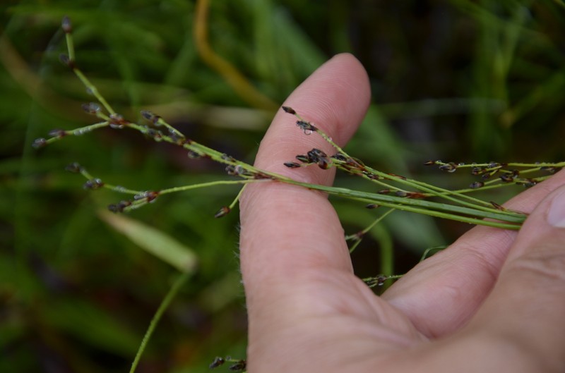 Juncus gerardi subsp. atrofuscus photo 2