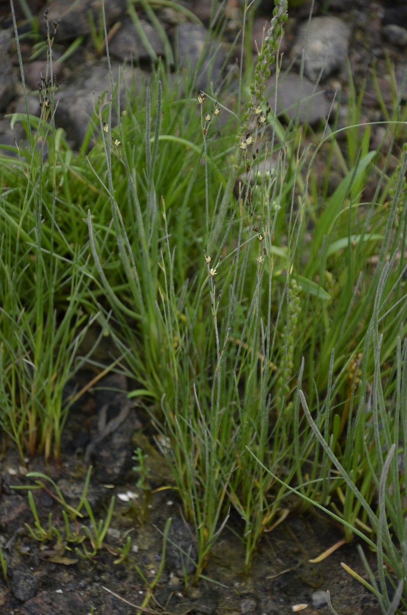 Juncus gerardi subsp. atrofuscus photo 3