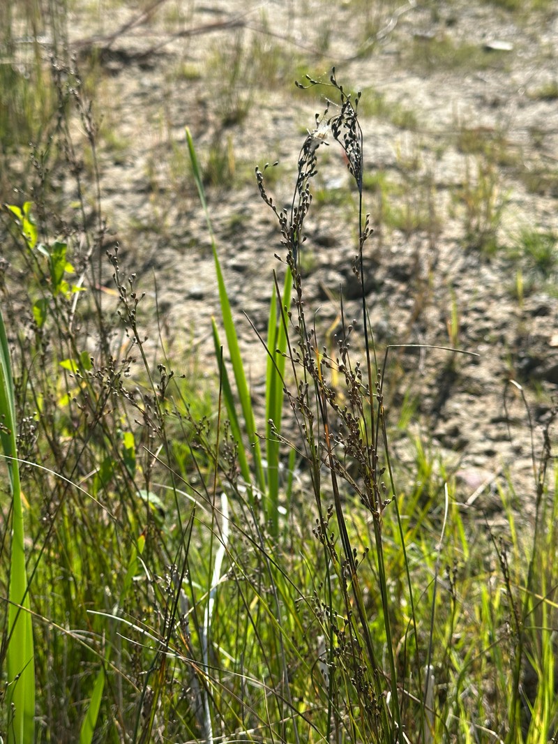 Juncus gerardi subsp. gerardi