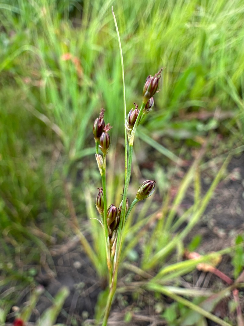 Juncus gerardi subsp. gerardi photo 2