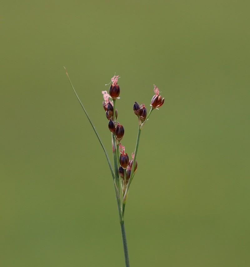 Juncus gerardi subsp. gerardi photo 3
